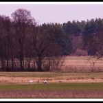 Großtrappenbalz in Brandenburg