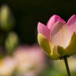 Zur Lotusblüte ins Arboretum